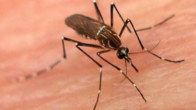 dengue Facts and Myths
