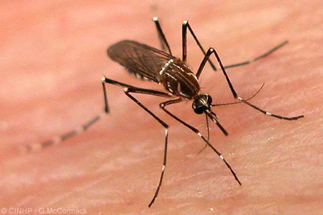 dengue Facts and Myths