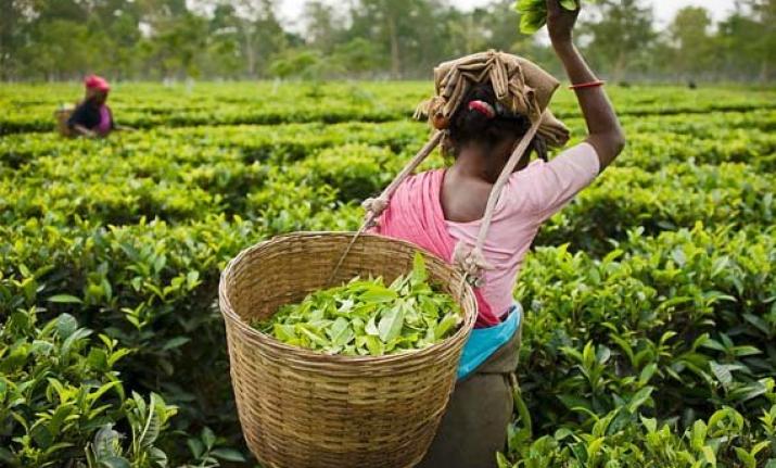 Assam's tea industry